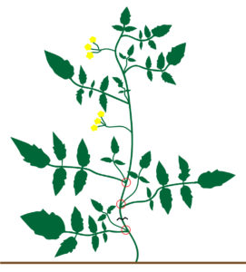 Figure 3. A commonly recommended pruning strategy for determinate tomatoes is to remove all of the suckers below the first fruit cluster.