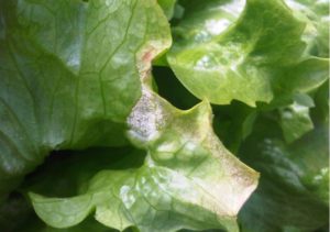 Figure 2. White, fluffy hyphae and spores of the downy mildew pathogen on the lower surface of an infected lettuce leaf.