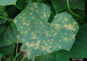 Figure 1. Symptoms of downy mildew on upper leaf surface. Gerald Holmes, California Polytechnic State University at San Luis Obispo, Bugwood.org