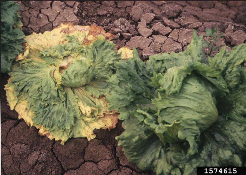 Figure 1. Symptoms of lettuce drop. Gerald Holmes, California Polytechnic State University at San Luis Obispo, Bugwood.org.