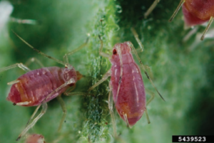 Figure 1. The pink biotype of the potato aphid. Joseph Berger, Bugwood.org.