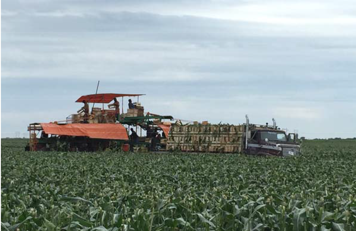 Figure 1. Sweet corn being harvested, packed, and loaded on a truck to be cooled.