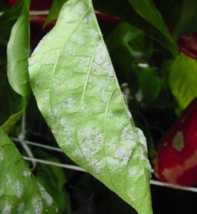 Figure 1. The powdery mildew fungus sporulates on the undersides of leaves.
