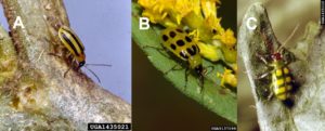 Figure 2. Striped (A), spotted (B), and banded (C) cucumber beetles. (A and C) Clemson University – USDA Cooperative Extension Slide (A and C) Clemson University – USDA Cooperative Extension Slide Series, (B) Susan Ellis, Bugwood.org.