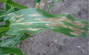 Figure 1. Typical gray cigar-shaped lesions associated with Northern Corn Leaf Blight.