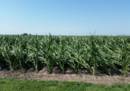 Figure 5. Root Lodging