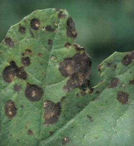 Circular to irregularly shaped lesions on melon leaves. (Courtesy of Gerald Holmes)