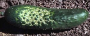 Cucumber fruit with cold injury.
