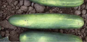 Cucumber with light belly.