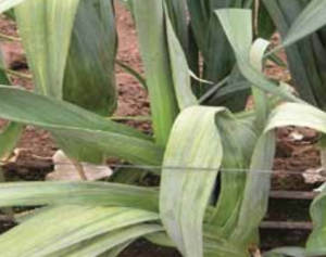 Note rippled areas of infected leaves.