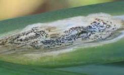 White sunken lesions with dark, conidiabearing structures.