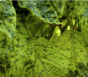 Mosaic and distortion of foliage.