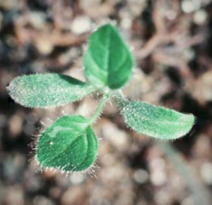 Sporulation on eggplant cotyledons.