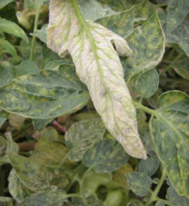 Leveillula taurica: chlorotic lesions on upper leaf surfaces and white sporulation on lower leaf surface