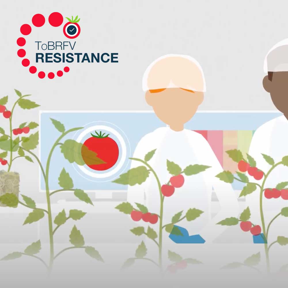 Does your rootstock choice affect ToBRFV resistance?