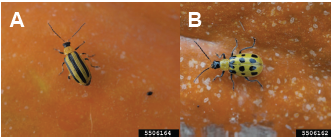 Figure 2. The (A) striped and (B) spotted cucumber beetles. Jim Jasinski., Ohio State University Extension, Bugwood .org.