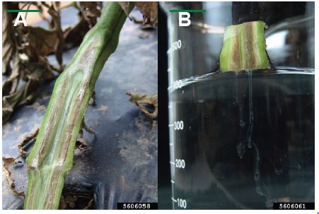 Figure 2. Melonworm (A) adult and (B) larva. (A) Mark Dreiling, Bugwood. org, (B) Alton N. Sparks, Jr., University of Georgia, Bugwood.org. 