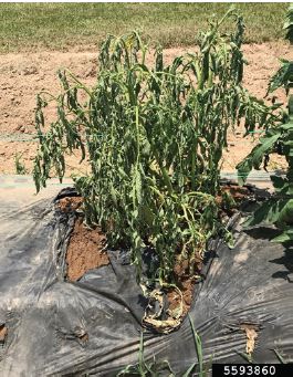 Figure 1. Pickleworm (A) adult and (B) larva. (A) Natasha Wright, Braman  Termite & Pest Elimination, Bugwood.org, (B) Alton N. Sparks, Jr.,  University of Georgia, Bugwood.org. 