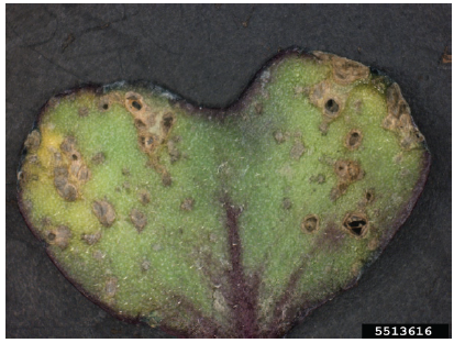 Figure 1. Cabbage cotyledon showing bacterial blight lesions. Tom Creswell, Purdue University, Bugwood.org.