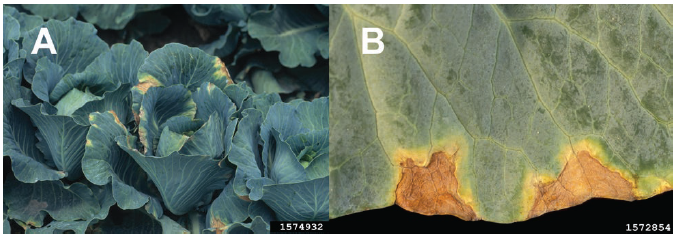 Figure 2. Black rot lesions on cabbage leaves. (A) Bright yellow lesions at the leaf margins. (B) Typical V-shaped marginal chlorosis and necrosis caused by black rot. Gerald Holmes, Strawberry Center, Cal Poly San Luis Obispo, Bugwood.org.