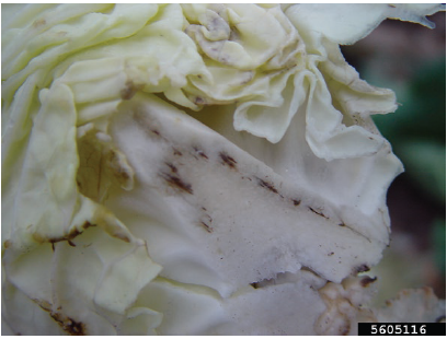 Figure 3. Blackened vascular tissue at the base of a cabbage head. Gerald Holmes, Strawberry Center, Cal Poly San Luis Obispo, Bugwood.org.