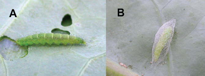 Figure 1. (A) The larval stage of the diamondback moth. (B) the pupal stage in its cocoon.