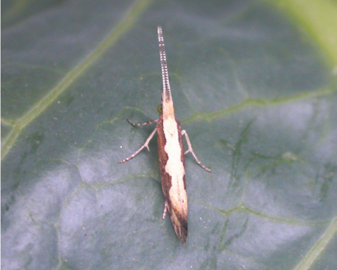Figure 2. Diamondback moth adult showing the diamond pattern on its back.