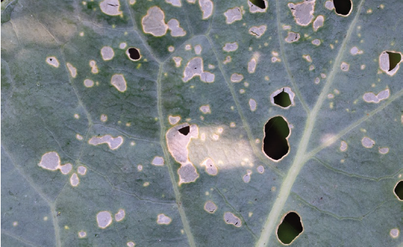 Figure 3. The “window-pane” pattern of damage from larval feeding.