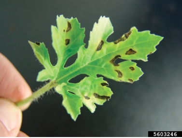 Diseases in Watermelon Transplant Production