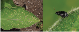 Figure 1. Adult eggplant flea beetles on eggplant.
