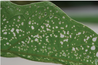 Figure 3. The shothole symptom occurs when the lower epidermis layers dry and fall out of the feeding holes.