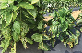 Figure 1. Symptoms of Pseudomonas leaf spot on pepper. (A) Pseudomonas leaf spots often lack the yellow halo commonly seen with bacterial spot. (B) Yellowing of the leaf can occur as lesions coalesce.
