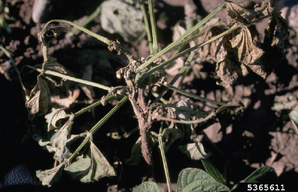 Figure 2. A snap bean showing symptoms resulting from infection by Pythium sp. Howard Schwartz, Colorado State University, Bugwood.