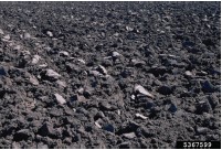 Figure 1. Field disked and plowed to prepare for onion planting. Howard F. Schwartz, Colorado State University, Bugwood.org