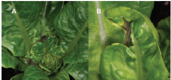 Figure 1. (A) Tipburn symptoms developing on the innermost, expanding leaves on a lettuce head. (B) Necrotic tissue on the edge of a leaf blade causing leaf deformation.