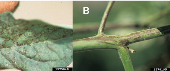 Figure 1. (A) Foliar symptoms of TSW showing ring spots. (B) Purple streak symptoms on the stem. Gerald Holmes, Strawberry Center, Cal Poly San Luis Obispo, Bugwood.org.