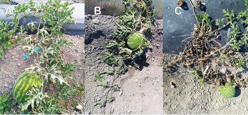 Figure 1. Verticillium wilt symptoms: (A) partial foliar wilt, (B) complete foliar wilt, (C) death of watermelon plant. Carol Miles, Washington State University