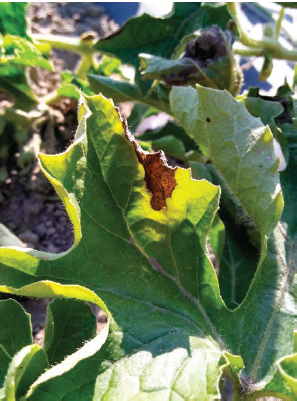 Figure 2. V-shaped chlorotic/necrotic lesion on the margin of a watermelon leaf infected with Verticillium wilt.  Carol Miles, Washington State University