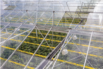 Figure 1. A greenhouse with passive roof ventilation.