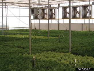 Figure 2. Exhaust fans placed in the endwall of a greenhouse pull warm, moist air out of the greenhouse. Rachel McCarthy, Cornell University, Bugwood.org.