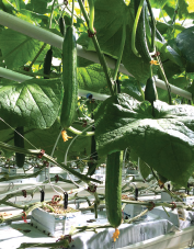 Figure 1. Long English cucumbers growing in a hydroponic system.