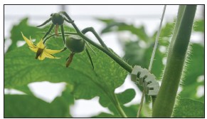 Figure 1. The development of flowers and setting of fruit is evidence of generative plant growth.