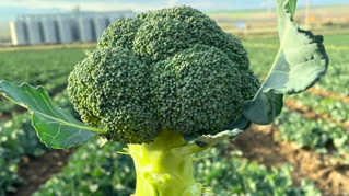 Crucible, broccoli adatti al raccolto autunnale e invernale