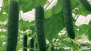 Auspero, varietà autunno-invernale di cetriolo partenocarpico spinoso