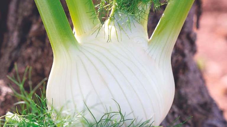 Traiano, finocchio da mercato fresco Vegetables by Bayer