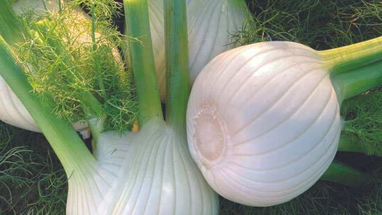 Ottaviano, finocchio da mercato fresco Vegetables by Bayer