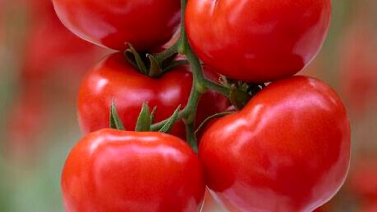 Teradion, pomodoro da mercato fresco Vegetables by Bayer