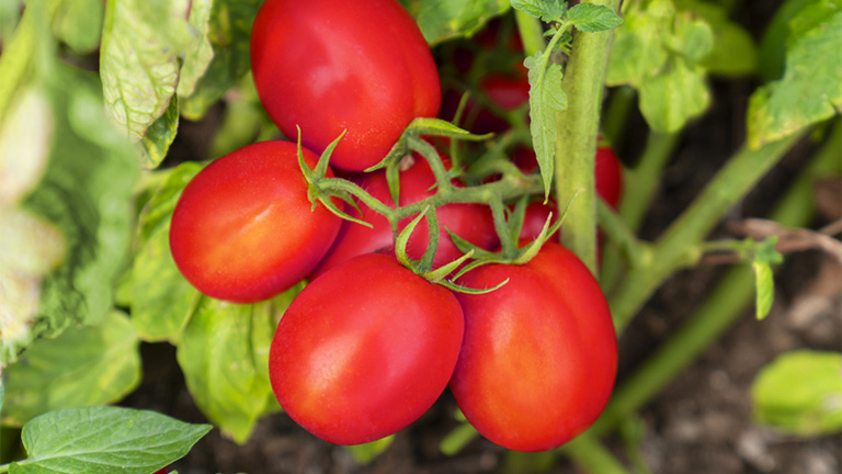Teradion, pomodoro da mercato fresco Vegetables by Bayer