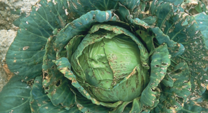 Bakteryjna plamistość liści warzyw krzyżowych - brązowe chlorotyczne plamy na liściach kapusty