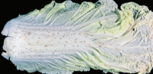 Pieprzowa plamistość kapusty - brązowe, owalne plamy na kapuście